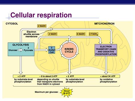 mitochondrial respiratory chain ppt|Cellular respiration ppt.ppt .